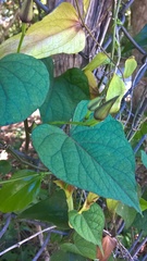 Ipomoea pandurata