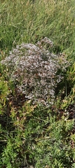 Limonium brasiliense