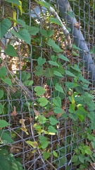 Ipomoea pandurata