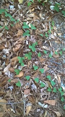 Ipomoea pandurata