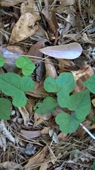 Ipomoea pandurata