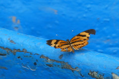 Eresia