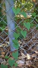 Ipomoea pandurata