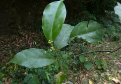 Dichapetalum gelonioides