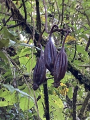 Theobroma cacao