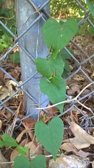 Ipomoea pandurata