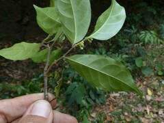 Dichapetalum gelonioides