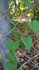 Ipomoea pandurata
