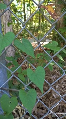 Ipomoea pandurata