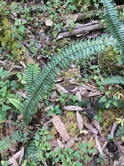 Asplenium monanthes