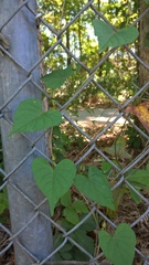 Ipomoea pandurata