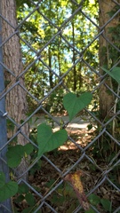 Ipomoea pandurata