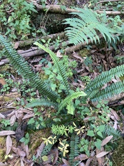 Asplenium monanthes
