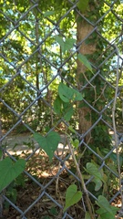 Ipomoea pandurata