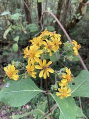 Rumfordia floribunda