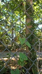 Ipomoea pandurata