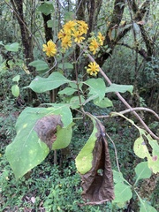 Rumfordia floribunda