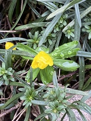 Eranthis hyemalis