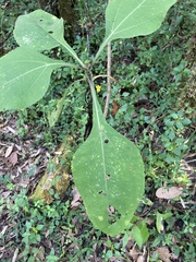 Rumfordia floribunda