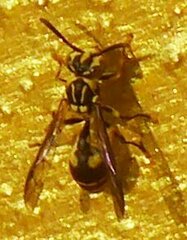 Ropalidia ornaticeps