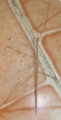 Baculomia