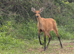 Blastocerus dichotomus