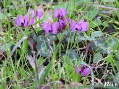 Cyclamen coum