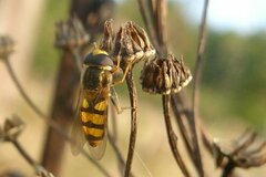 Eupeodes latifasciatus