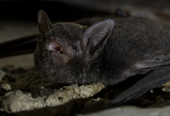Myotis