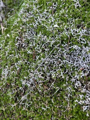 Selaginella cinerascens