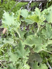 Malacothamnus foliosus