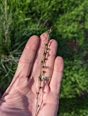 Asphodelus fistulosus