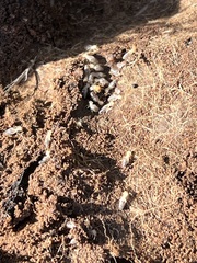 Termitinae