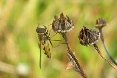 Eupeodes latifasciatus