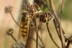 Eupeodes latifasciatus