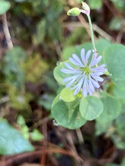 Stellaria cuspidata