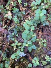 Stellaria cuspidata