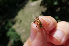 Ptilotrigona