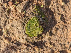 Bothriocyrtum californicum