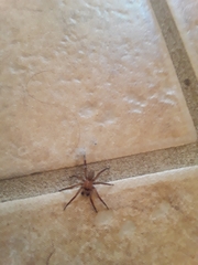 Myrmekiaphila comstocki