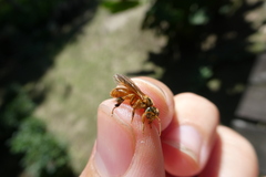 Ptilotrigona