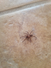 Myrmekiaphila comstocki