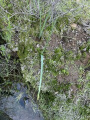 Dipterostemon capitatus