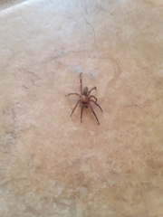 Myrmekiaphila comstocki