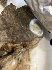 Penicillium digitatum