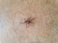 Myrmekiaphila comstocki