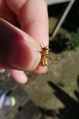 Ptilotrigona