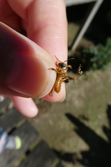 Ptilotrigona