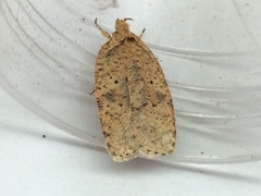 Agonopterix thelmae