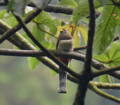 Trogon elegans